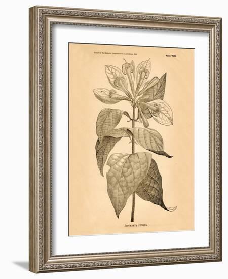 Vintage Botanical V-Gregory Gorham-Framed Art Print