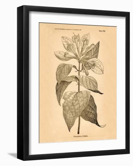 Vintage Botanical V-Gregory Gorham-Framed Art Print