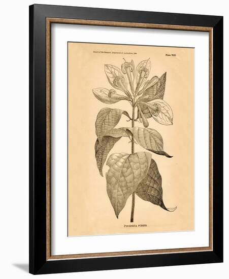 Vintage Botanical V-Gregory Gorham-Framed Art Print