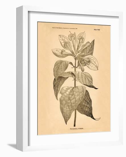 Vintage Botanical V-Gregory Gorham-Framed Art Print