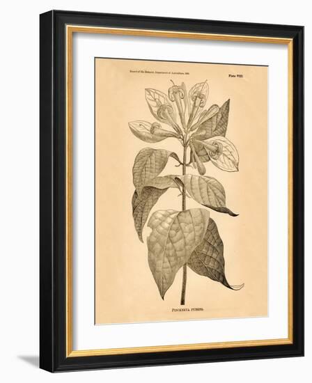 Vintage Botanical V-Gregory Gorham-Framed Art Print