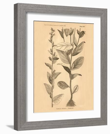 Vintage Botanical VI-Gregory Gorham-Framed Art Print