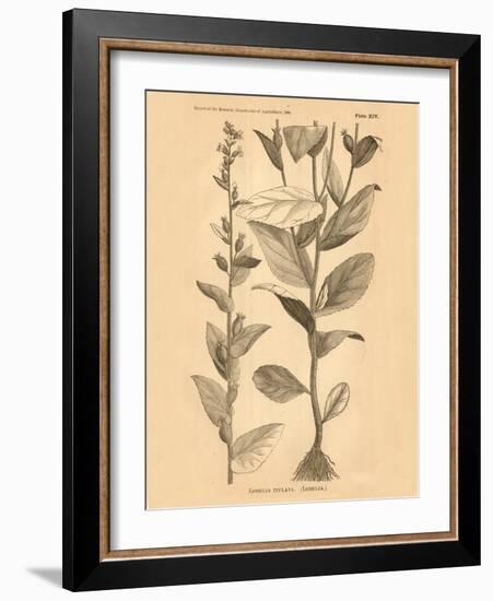 Vintage Botanical VI-Gregory Gorham-Framed Art Print