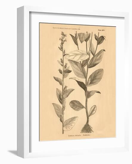 Vintage Botanical VI-Gregory Gorham-Framed Art Print