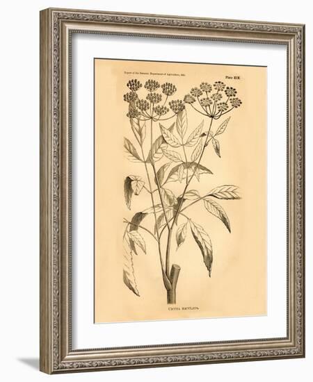 Vintage Botanical VII-Gregory Gorham-Framed Art Print