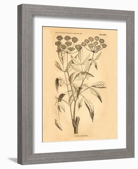 Vintage Botanical VII-Gregory Gorham-Framed Art Print