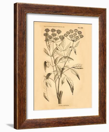 Vintage Botanical VII-Gregory Gorham-Framed Art Print