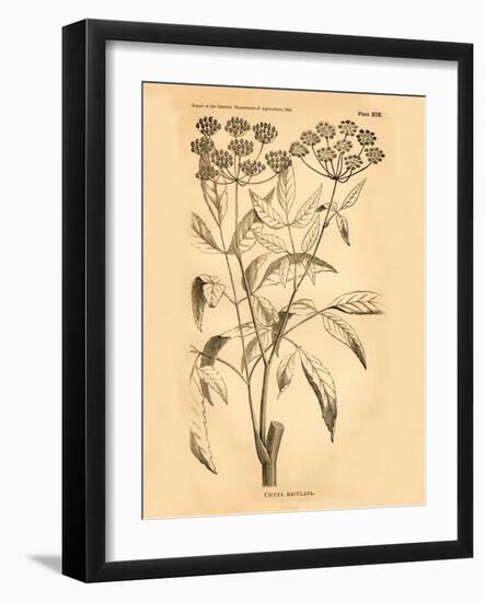 Vintage Botanical VII-Gregory Gorham-Framed Art Print