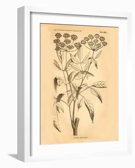 Vintage Botanical VII-Gregory Gorham-Framed Art Print