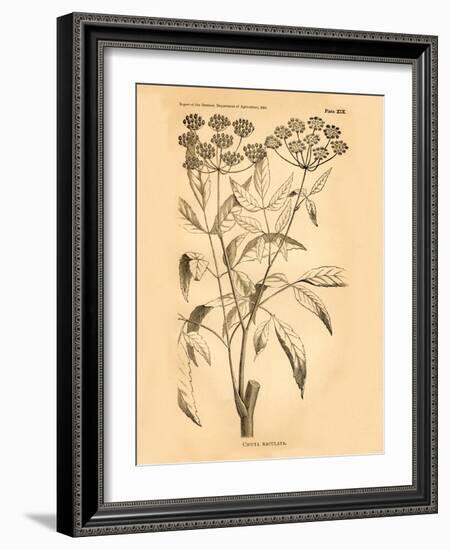 Vintage Botanical VII-Gregory Gorham-Framed Art Print