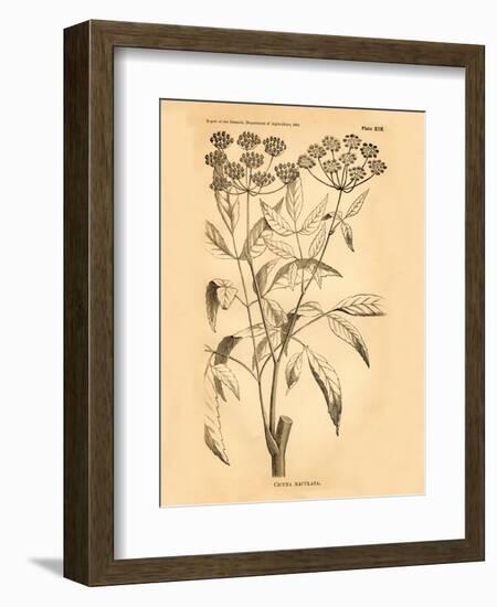 Vintage Botanical VII-Gregory Gorham-Framed Art Print