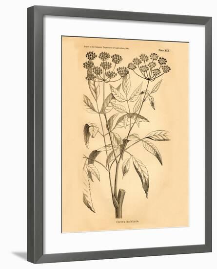 Vintage Botanical VII-Gregory Gorham-Framed Art Print