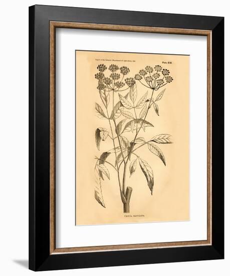 Vintage Botanical VII-Gregory Gorham-Framed Premium Giclee Print