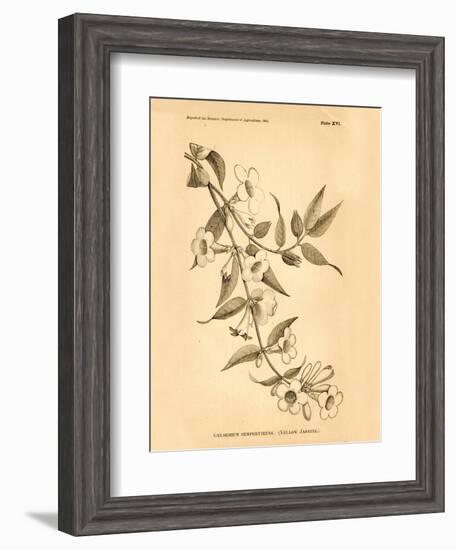 Vintage Botanical VIII-Gregory Gorham-Framed Art Print