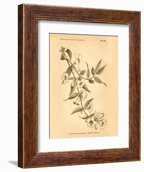 Vintage Botanical VIII-Gregory Gorham-Framed Art Print