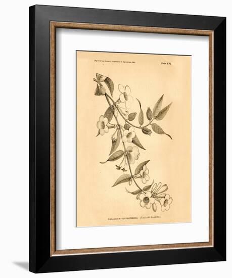 Vintage Botanical VIII-Gregory Gorham-Framed Art Print