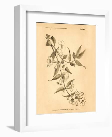 Vintage Botanical VIII-Gregory Gorham-Framed Art Print