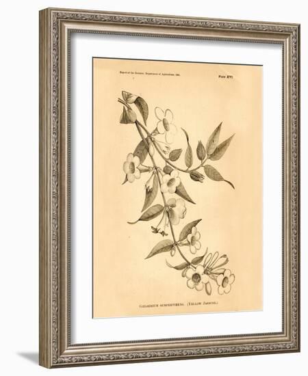 Vintage Botanical VIII-Gregory Gorham-Framed Art Print