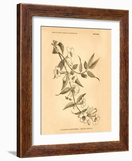 Vintage Botanical VIII-Gregory Gorham-Framed Art Print