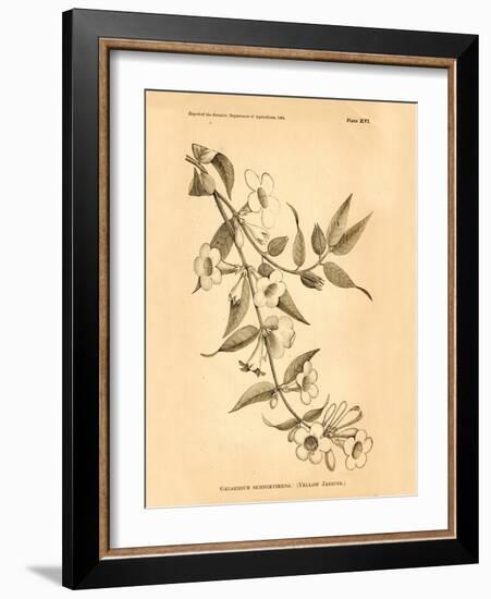 Vintage Botanical VIII-Gregory Gorham-Framed Art Print