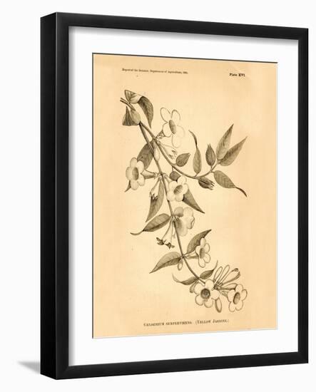 Vintage Botanical VIII-Gregory Gorham-Framed Art Print