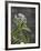 Vintage Botanical - Wildflower-Stephanie Monahan-Framed Giclee Print