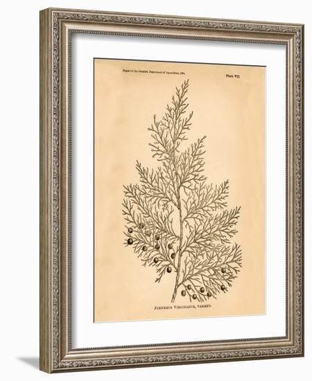 Vintage Botanical X-Gregory Gorham-Framed Art Print