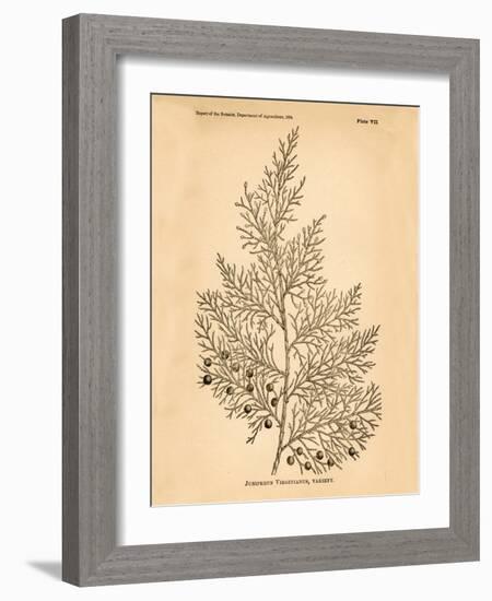 Vintage Botanical X-Gregory Gorham-Framed Art Print