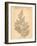Vintage Botanical X-Gregory Gorham-Framed Art Print