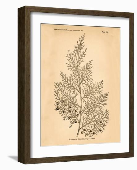 Vintage Botanical X-Gregory Gorham-Framed Art Print