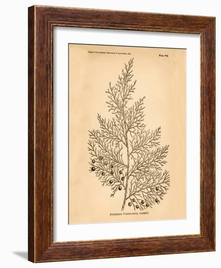 Vintage Botanical X-Gregory Gorham-Framed Art Print