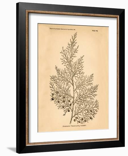 Vintage Botanical X-Gregory Gorham-Framed Art Print