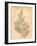 Vintage Botanical X-Gregory Gorham-Framed Art Print