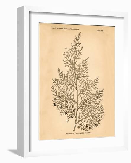 Vintage Botanical X-Gregory Gorham-Framed Art Print