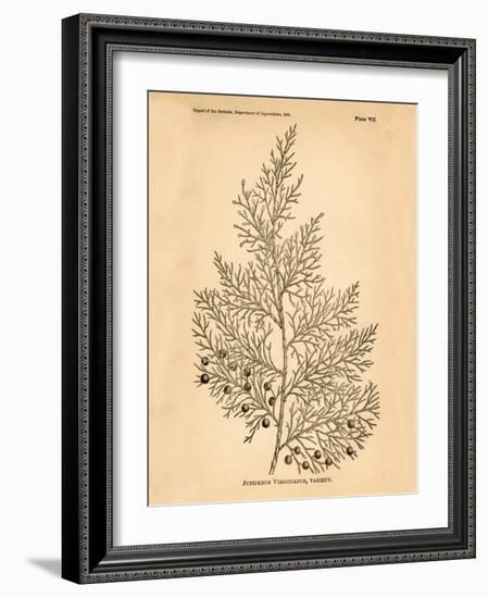 Vintage Botanical X-Gregory Gorham-Framed Art Print