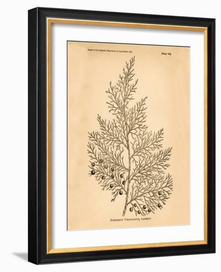 Vintage Botanical X-Gregory Gorham-Framed Art Print