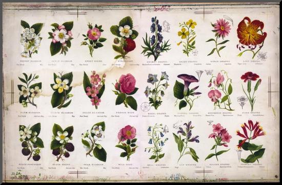 Vintage Botanical-null-Mounted Print