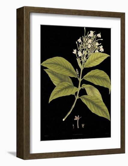 Vintage Botanicals IV - Noir-Nathaniel Wallich-Framed Giclee Print