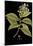 Vintage Botanicals IV - Noir-Nathaniel Wallich-Mounted Giclee Print