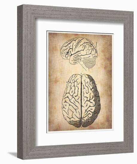 Vintage Brain Anatomy-NaxArt-Framed Art Print