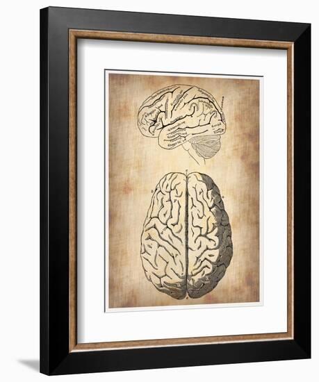 Vintage Brain Anatomy-NaxArt-Framed Art Print