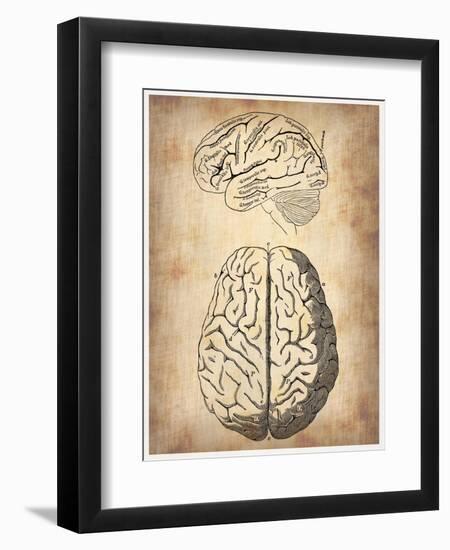 Vintage Brain Anatomy-NaxArt-Framed Premium Giclee Print
