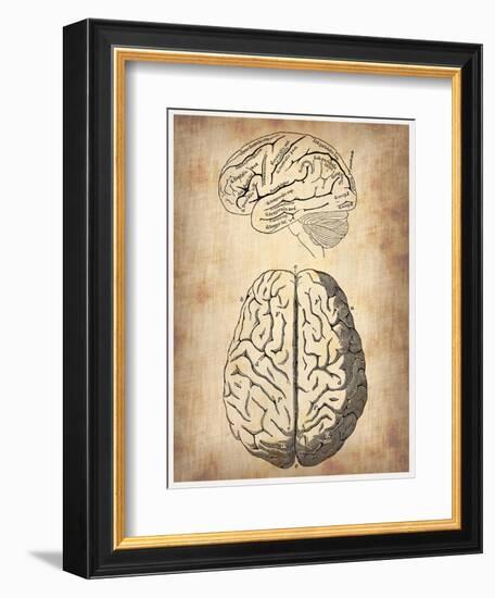 Vintage Brain Anatomy-NaxArt-Framed Premium Giclee Print