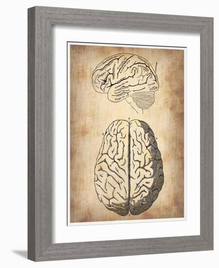 Vintage Brain Anatomy-NaxArt-Framed Art Print