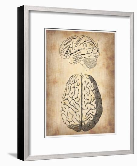 Vintage Brain Anatomy-NaxArt-Framed Art Print