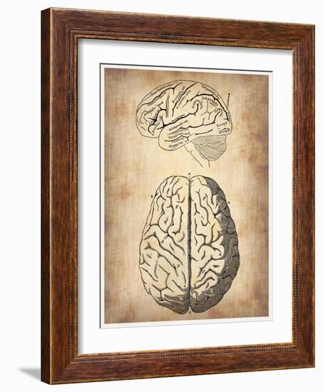 Vintage Brain Anatomy-NaxArt-Framed Art Print