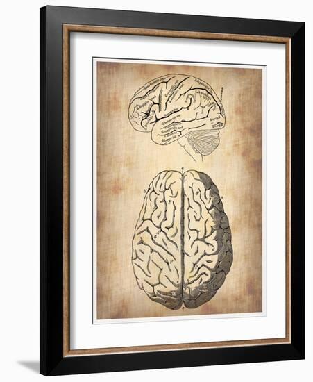 Vintage Brain Anatomy-NaxArt-Framed Art Print