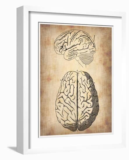 Vintage Brain Anatomy-NaxArt-Framed Art Print