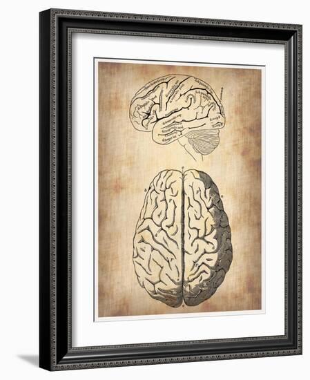 Vintage Brain Anatomy-NaxArt-Framed Art Print