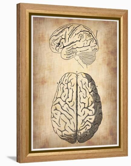 Vintage Brain Anatomy-NaxArt-Framed Stretched Canvas